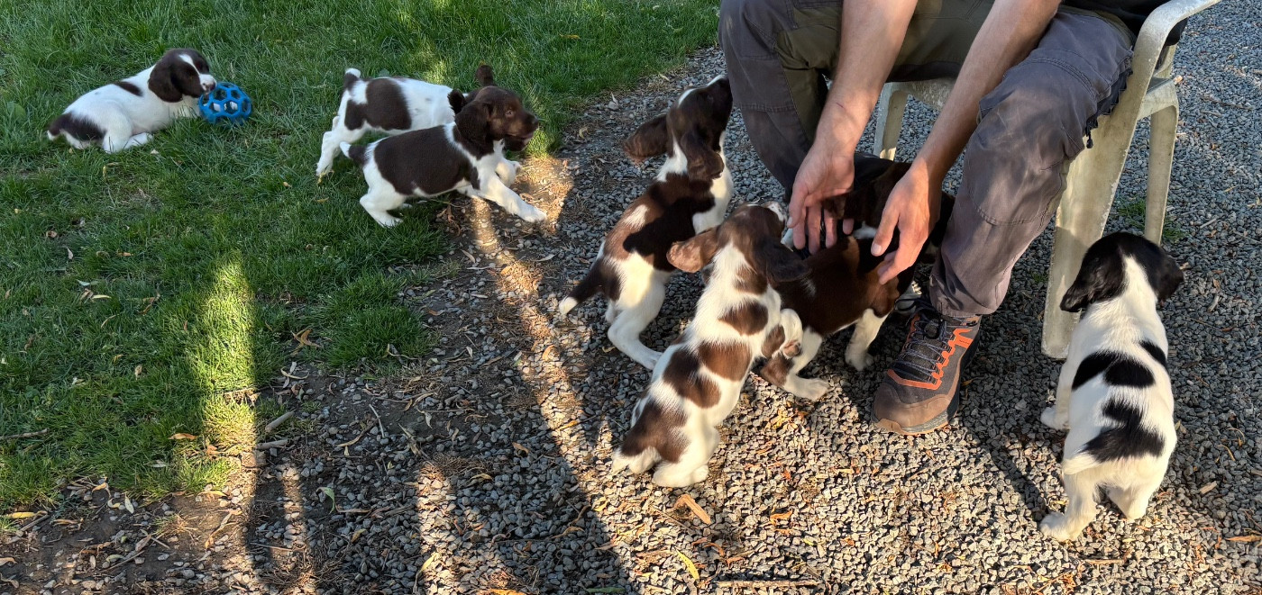 English Springer Spaniel - des Etangs de Dame Blanche