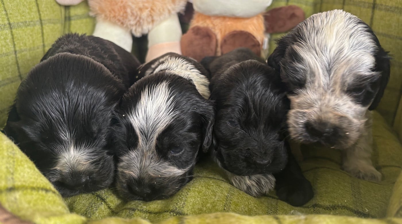 Cocker Spaniel Anglais - des Etangs de Dame Blanche