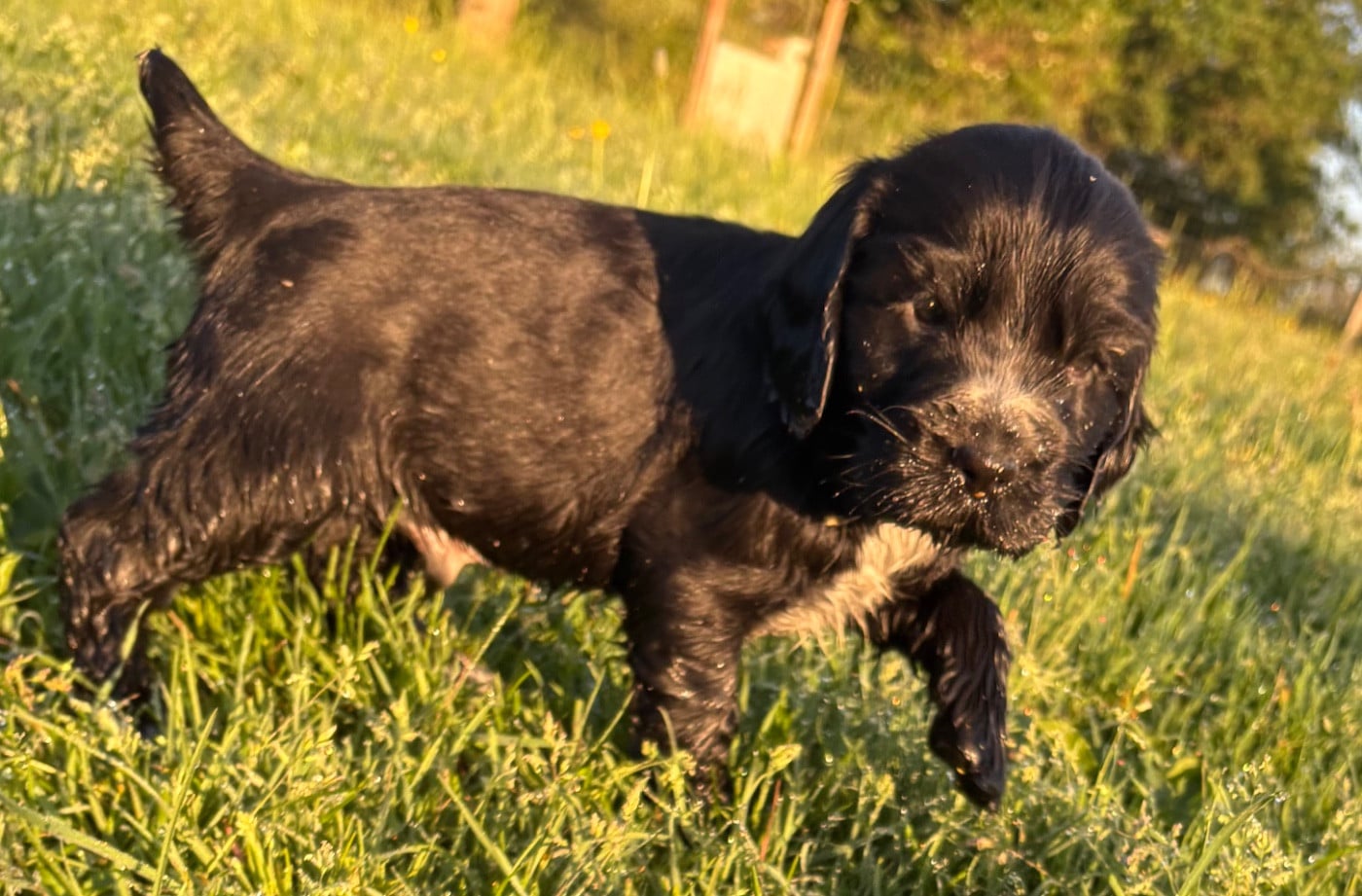 Cocker Spaniel Anglais - des Etangs de Dame Blanche