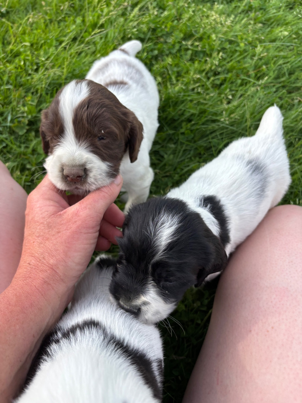 English Springer Spaniel - des Etangs de Dame Blanche