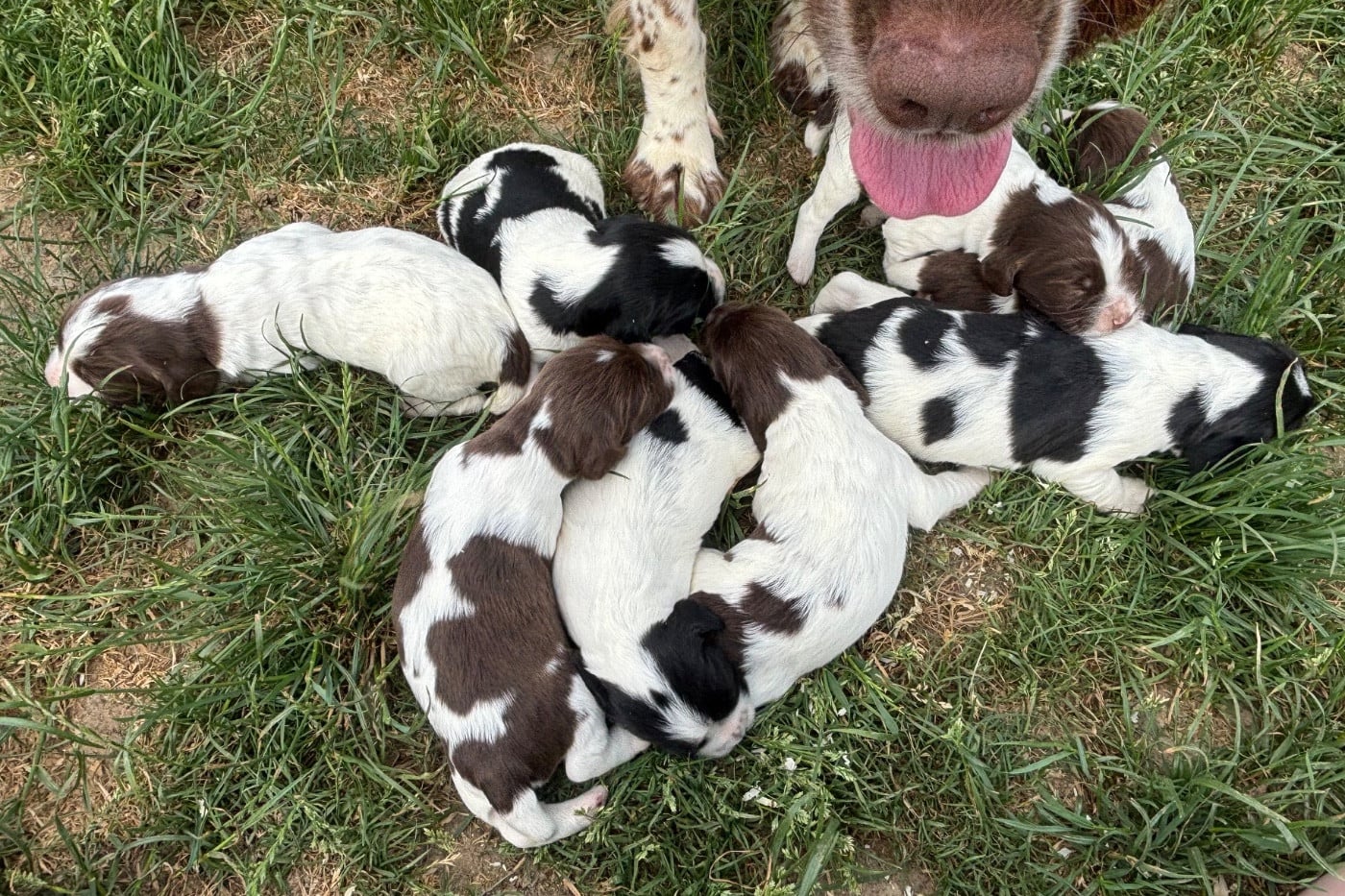English Springer Spaniel - des Etangs de Dame Blanche