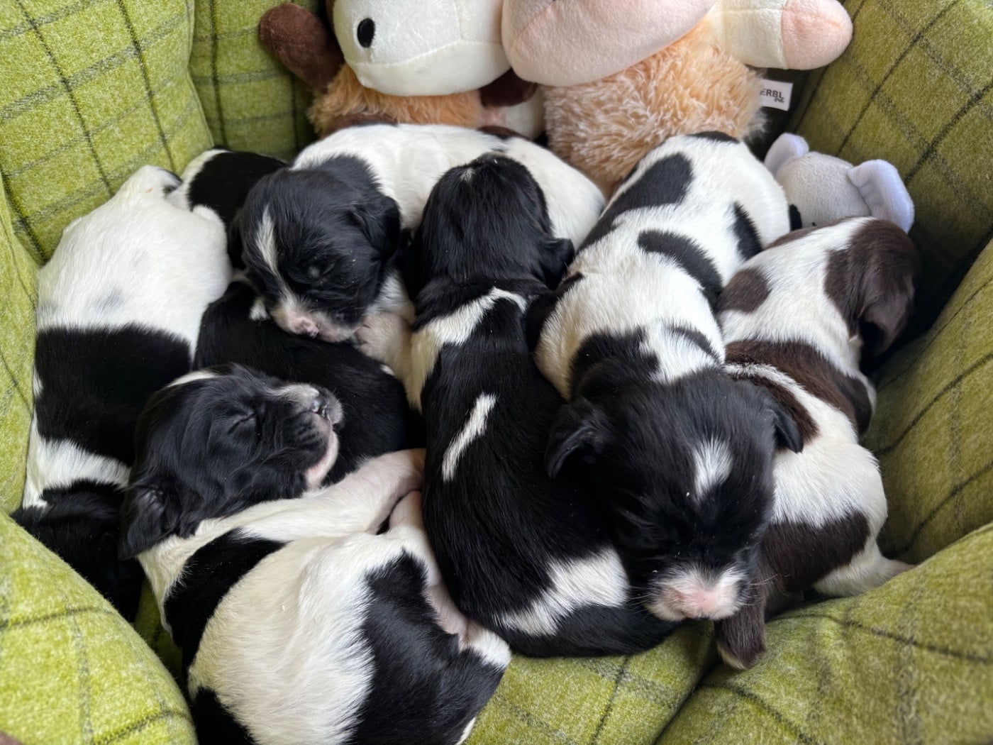 English Springer Spaniel - des Etangs de Dame Blanche