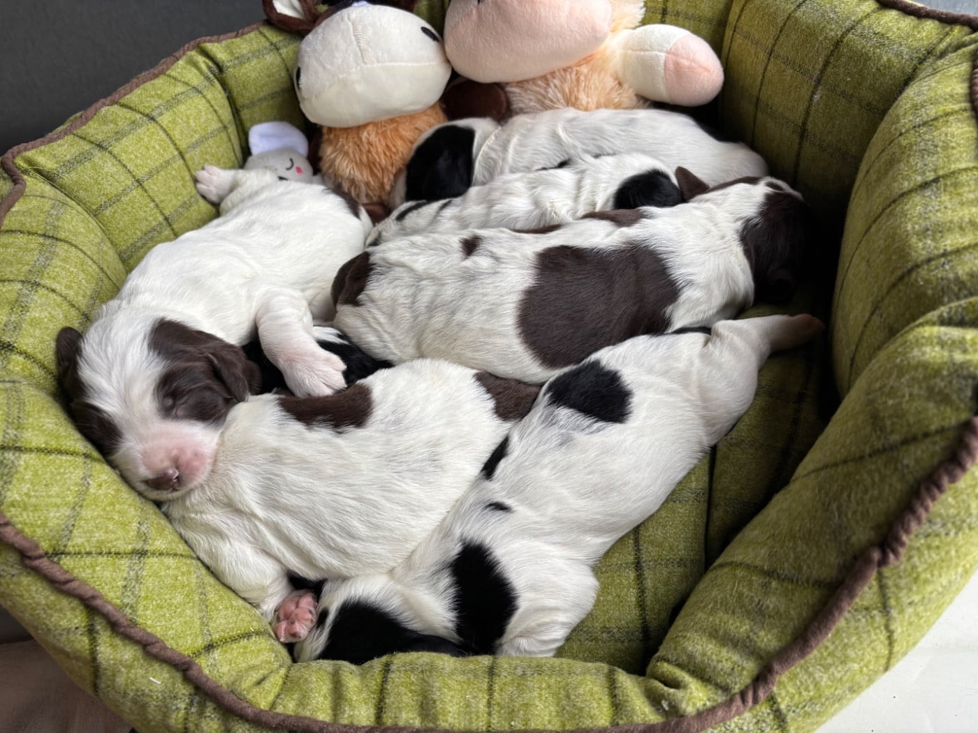 English Springer Spaniel - des Etangs de Dame Blanche