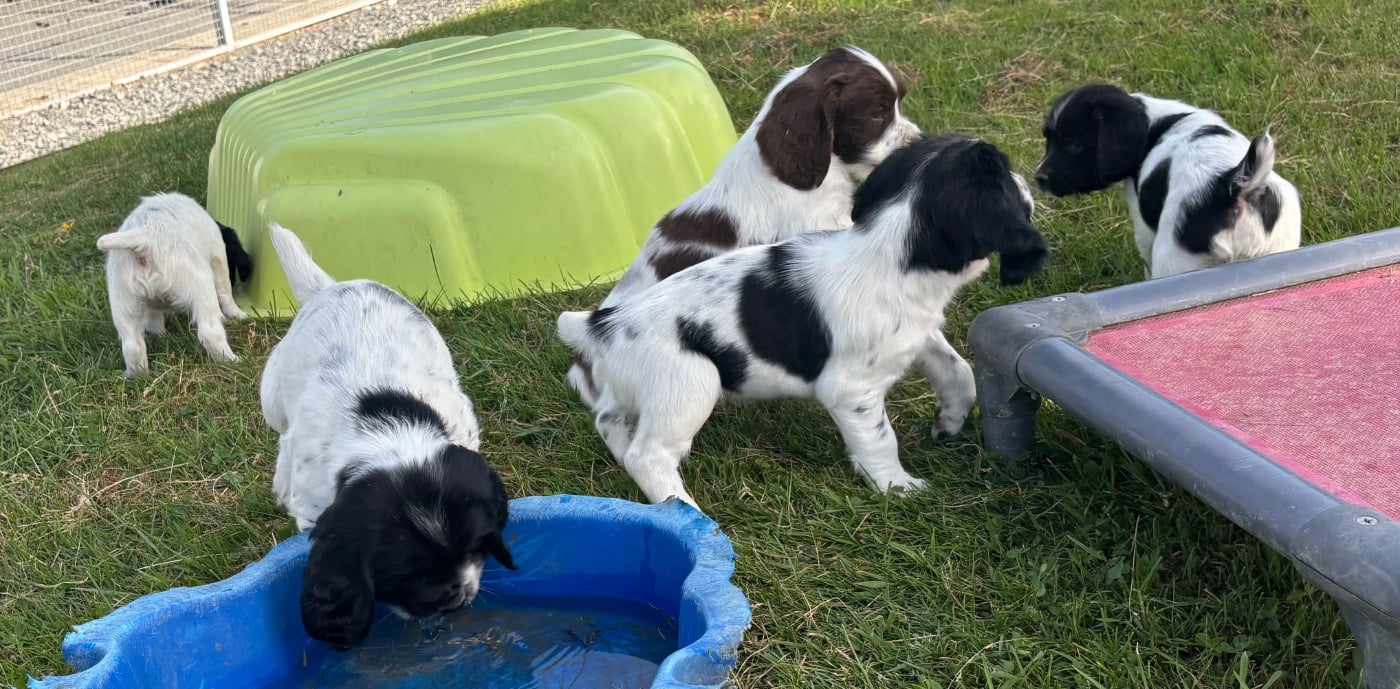 English Springer Spaniel - des Etangs de Dame Blanche