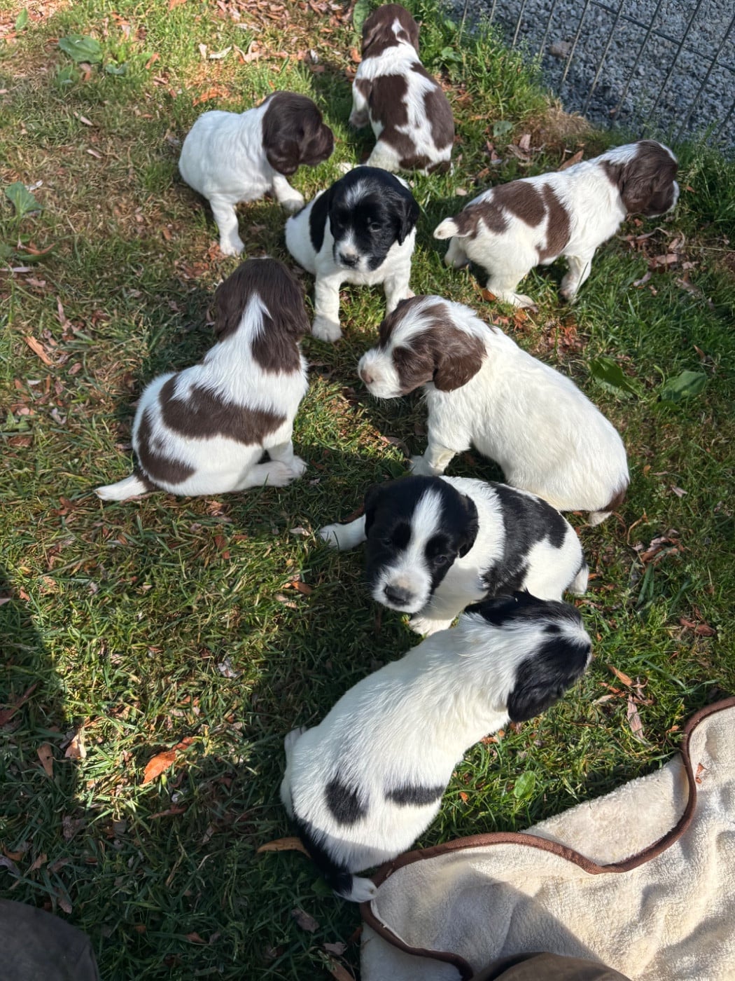 English Springer Spaniel - des Etangs de Dame Blanche
