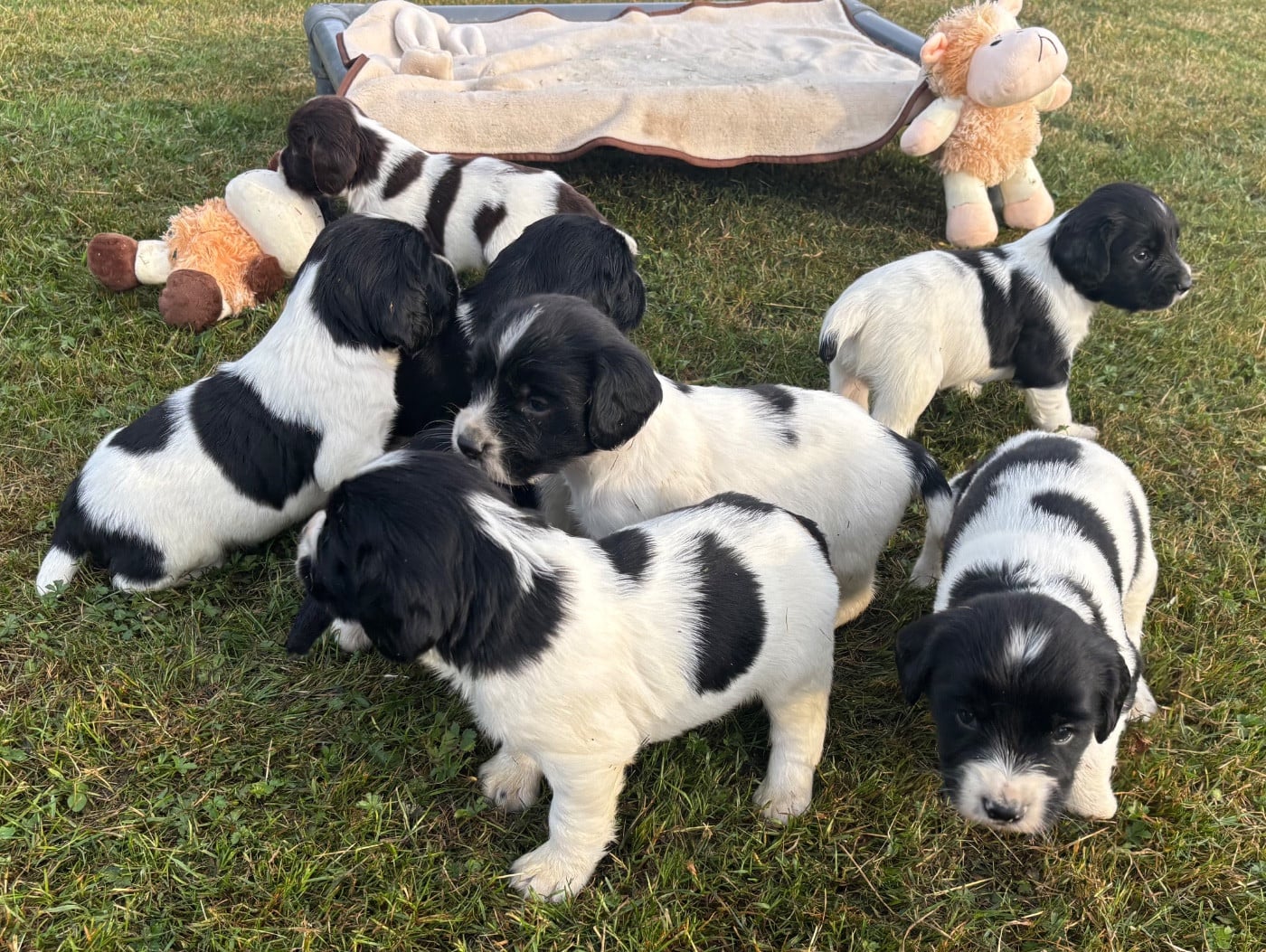 English Springer Spaniel - des Etangs de Dame Blanche