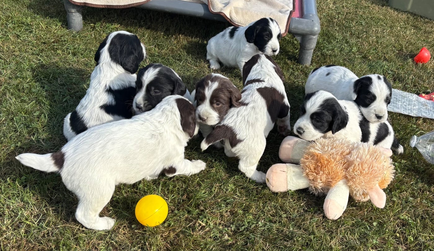 English Springer Spaniel - des Etangs de Dame Blanche