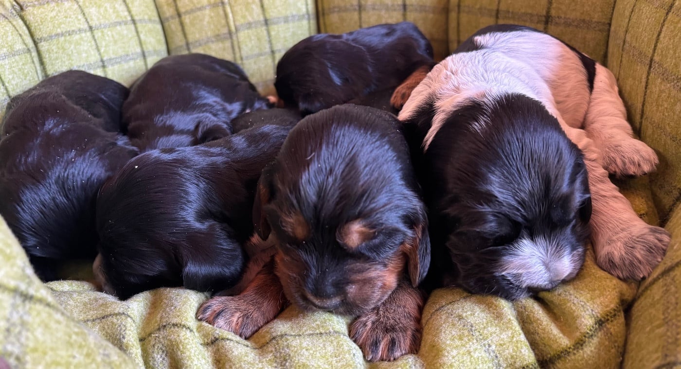 Cocker Spaniel Anglais - des Etangs de Dame Blanche