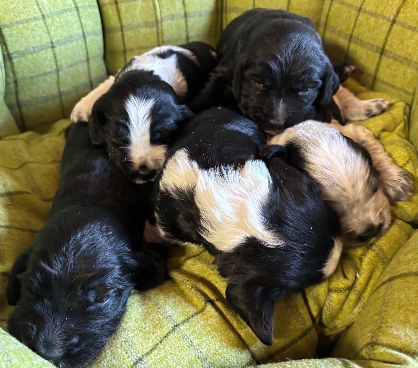 Cocker Spaniel Anglais - des Etangs de Dame Blanche