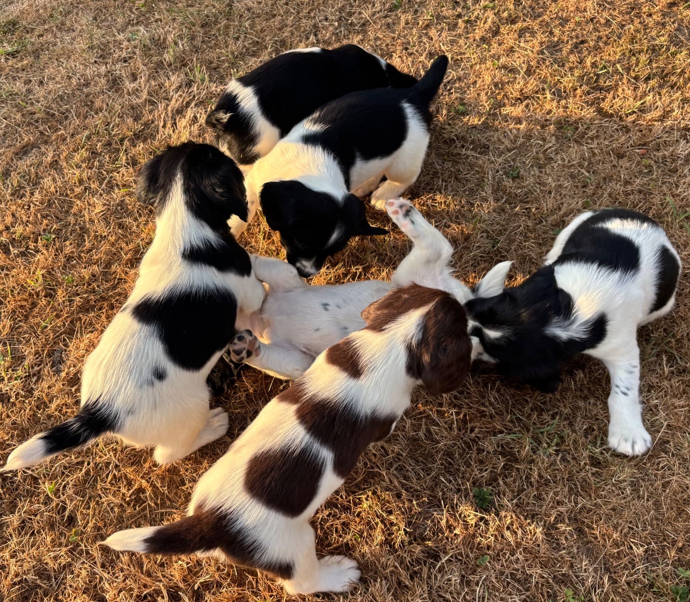 English Springer Spaniel - des Etangs de Dame Blanche