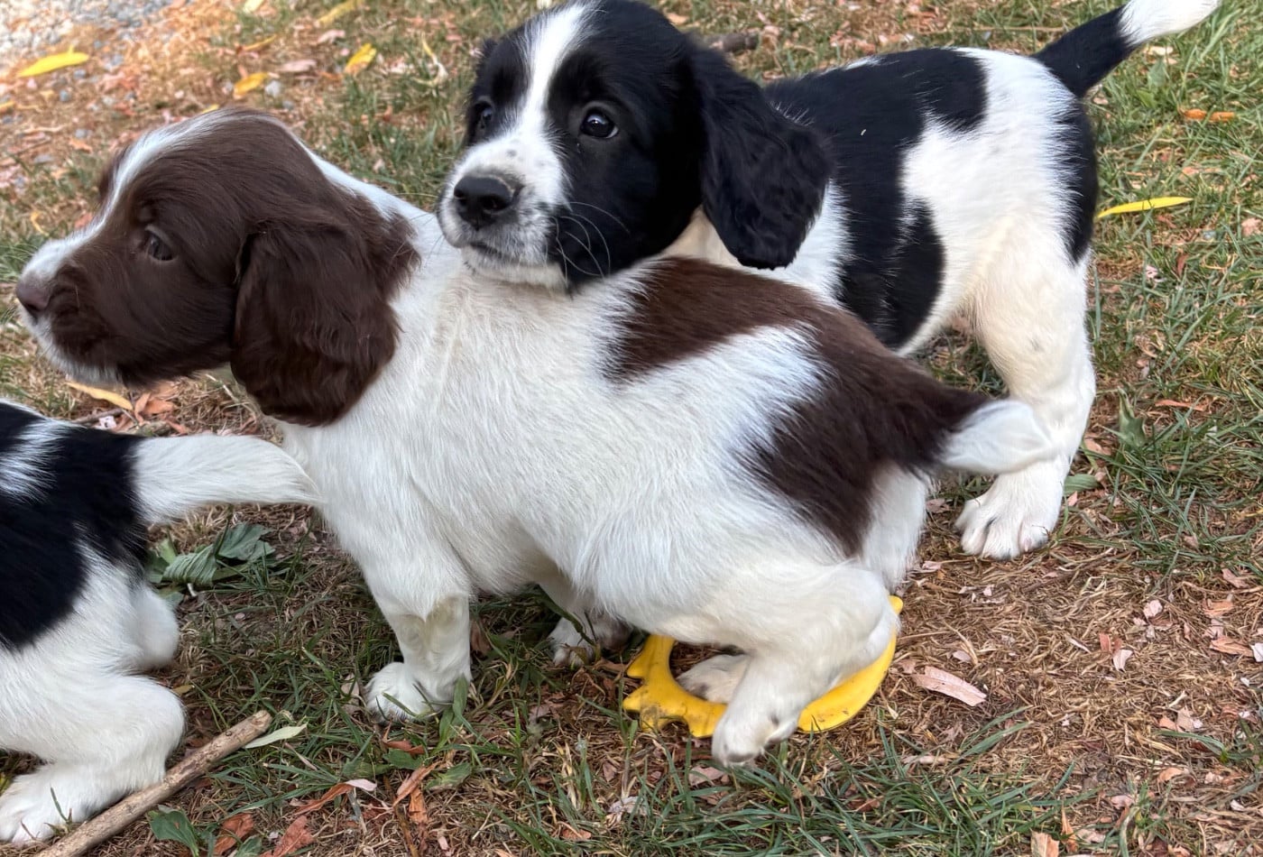 English Springer Spaniel - des Etangs de Dame Blanche