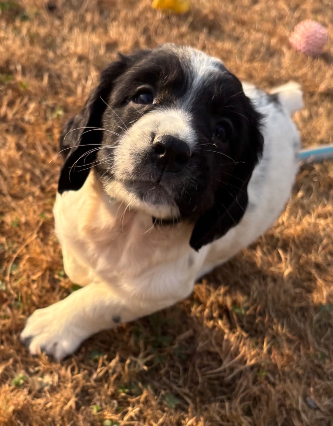 Bella