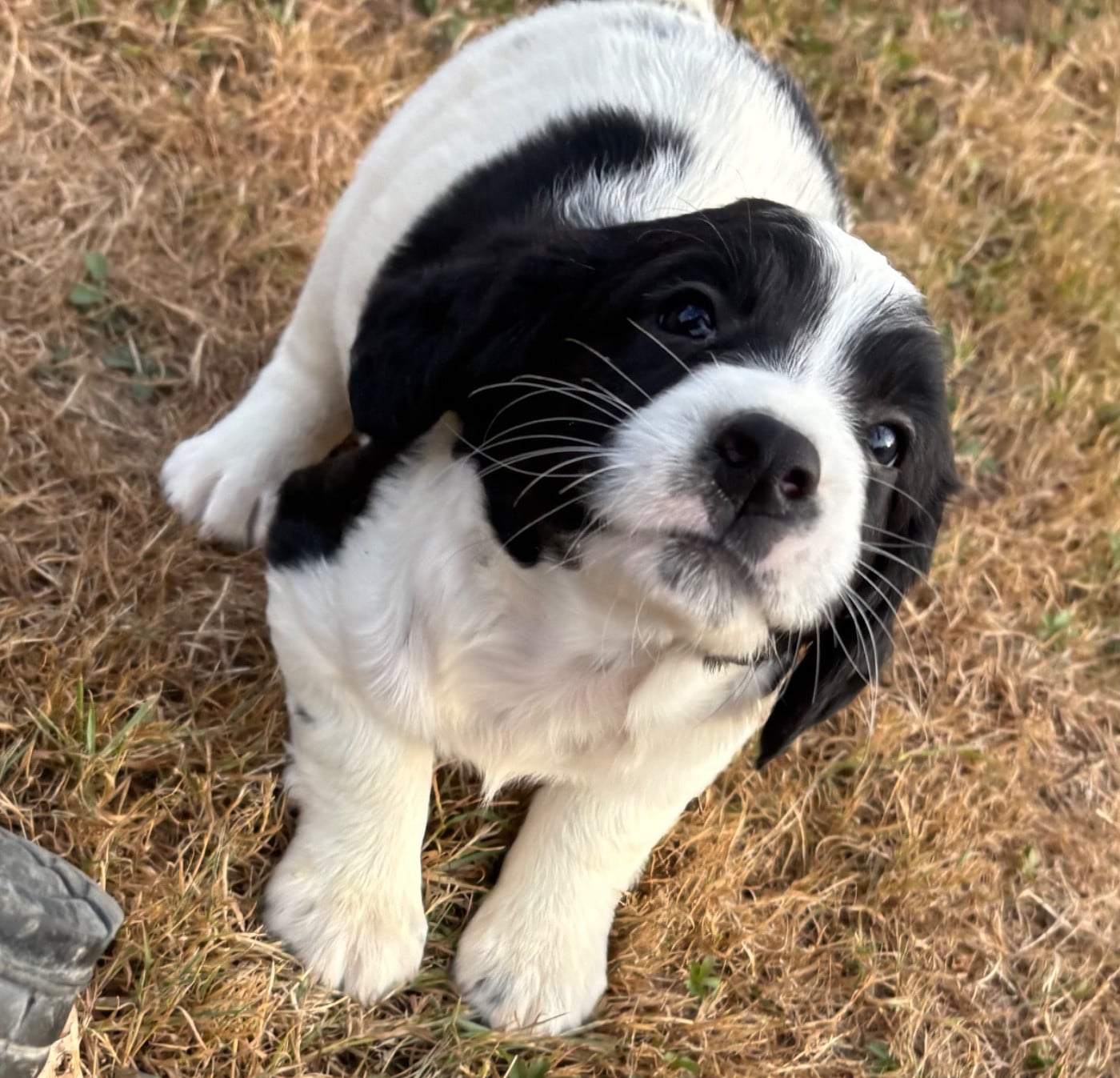 BAYLA