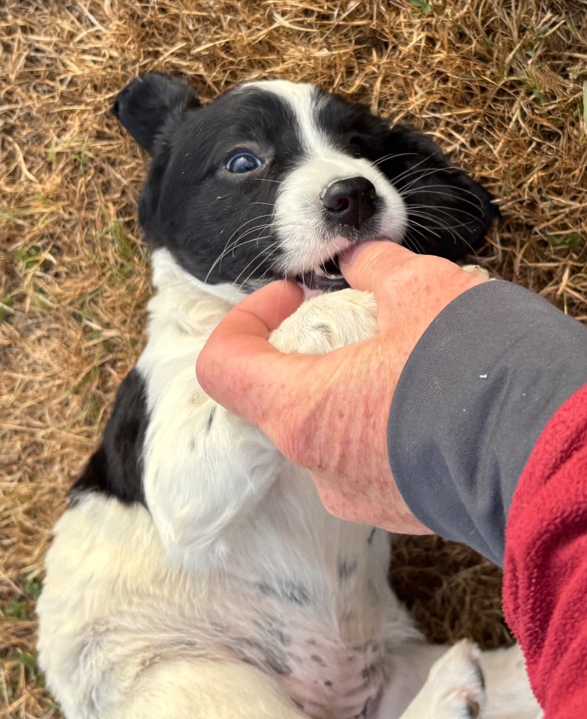 BAYLA