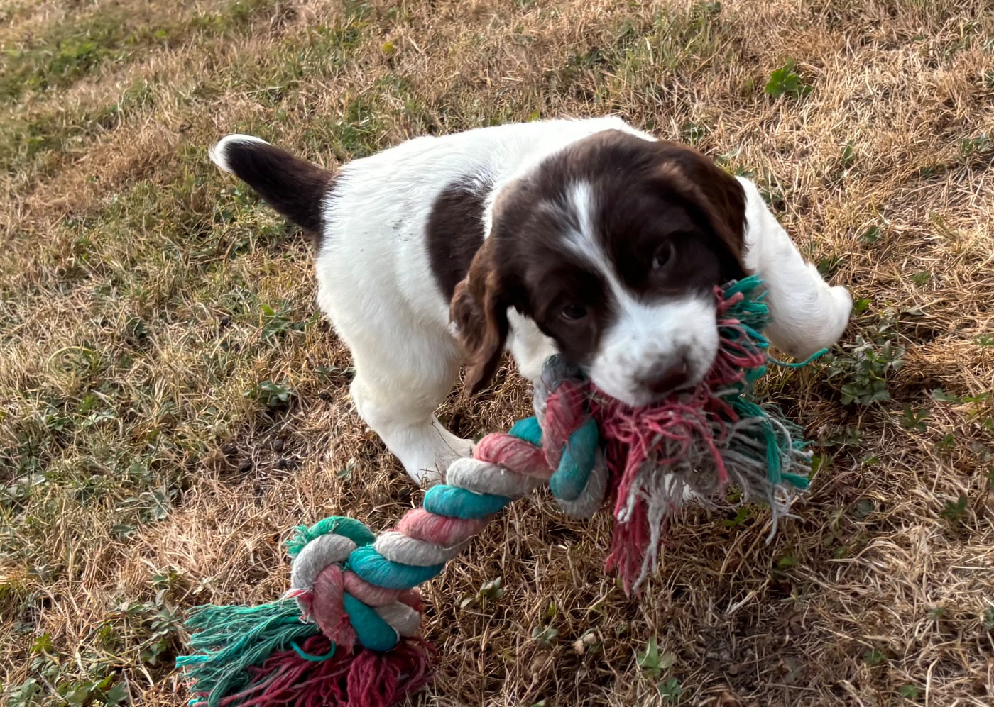 BONNIE