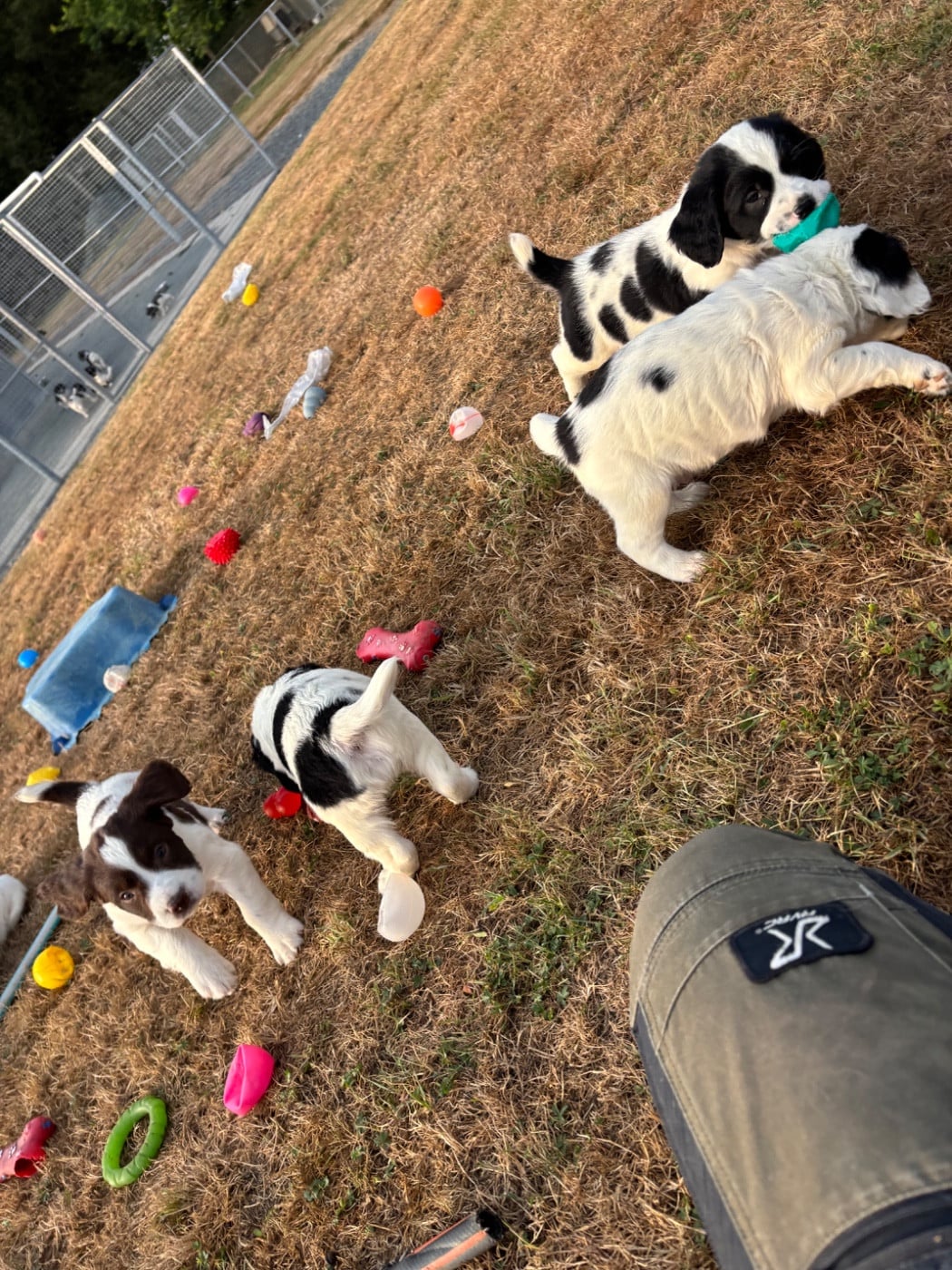 English Springer Spaniel - des Etangs de Dame Blanche