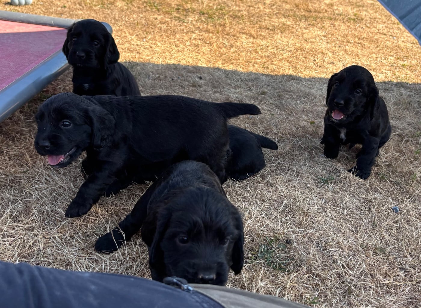 Cocker Spaniel Anglais - des Etangs de Dame Blanche