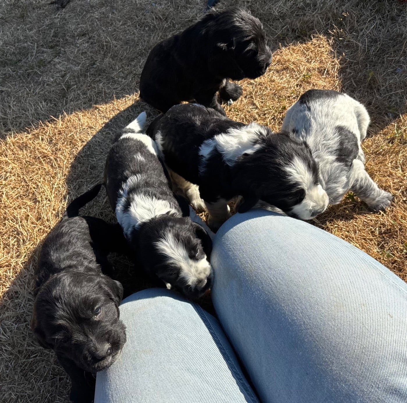 Cocker Spaniel Anglais - des Etangs de Dame Blanche