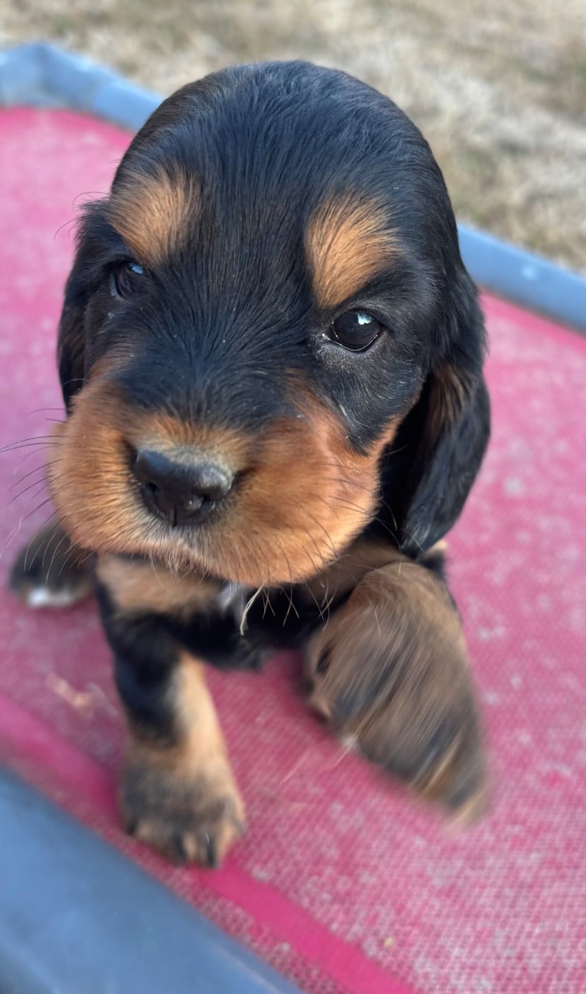 BONNIE