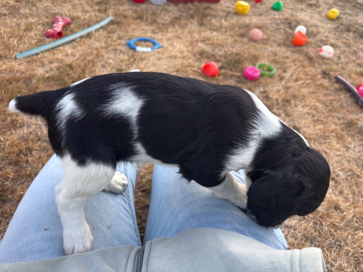 B....................