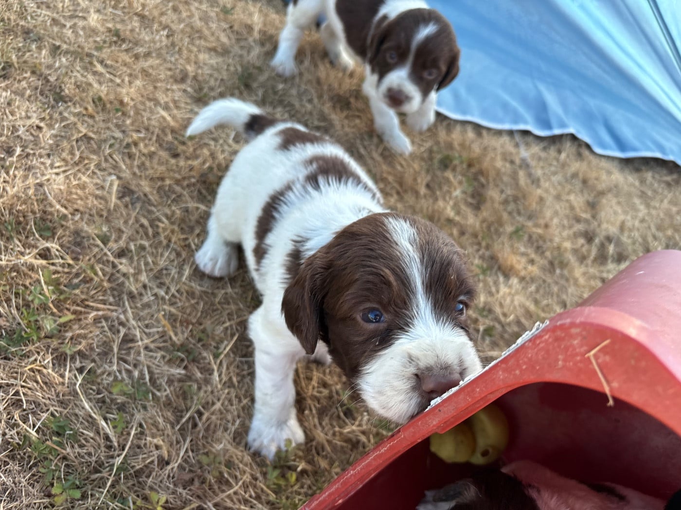 BOSCO dit Alfie