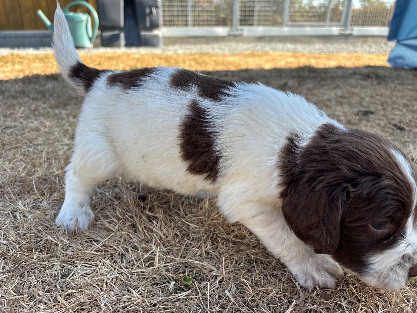 BOSCO dit Alfie