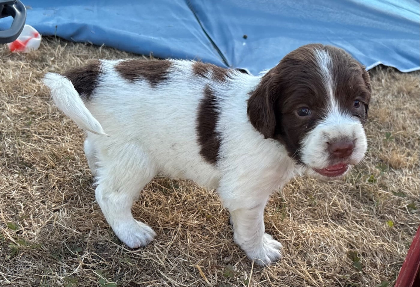 BOSCO dit Alfie