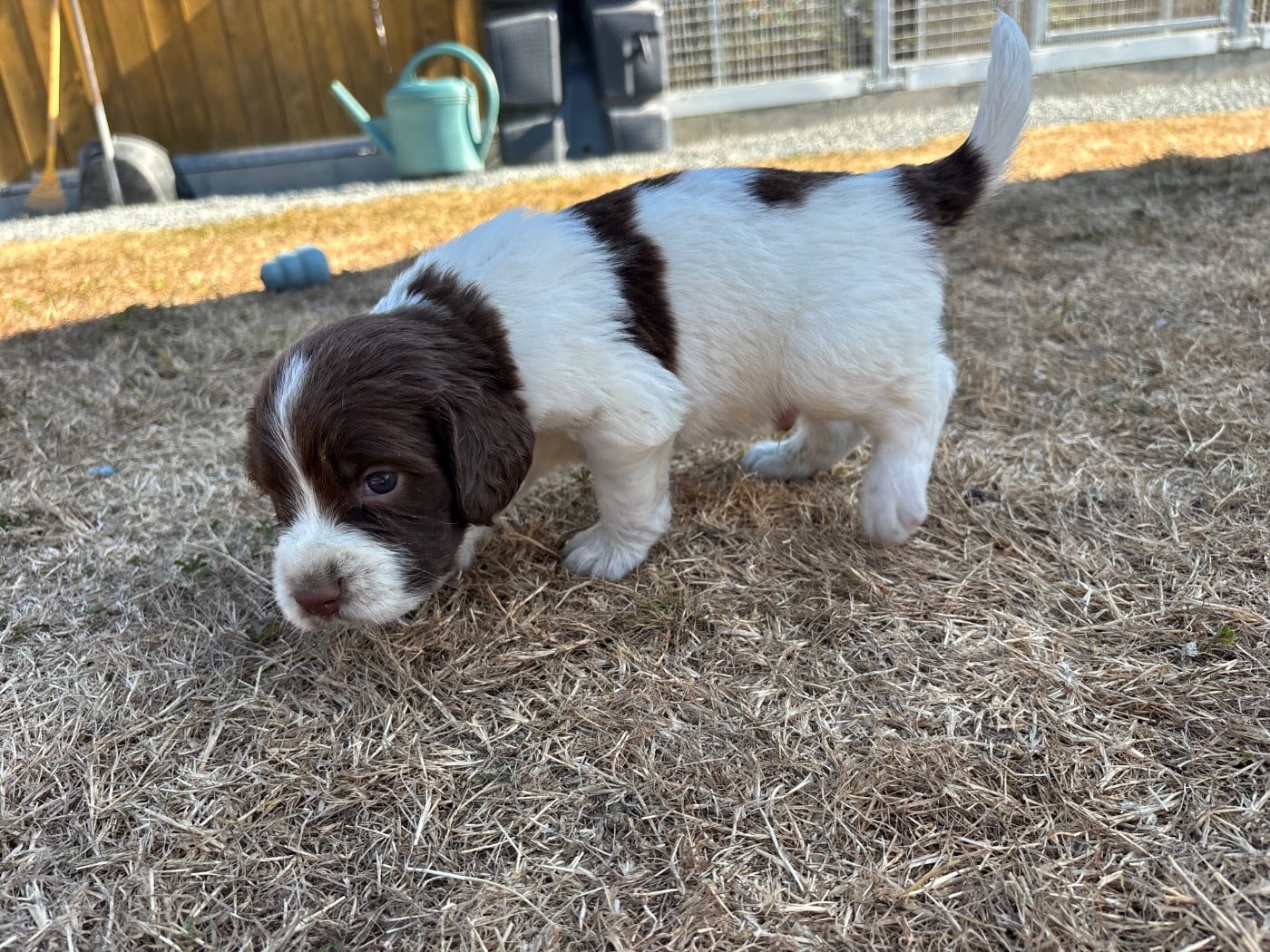 BOSCO dit Alfie