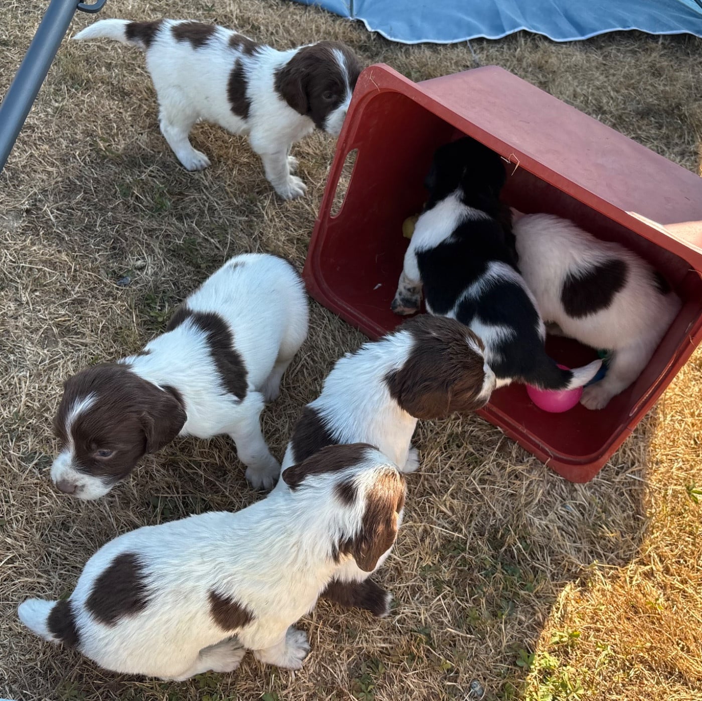 English Springer Spaniel - des Etangs de Dame Blanche