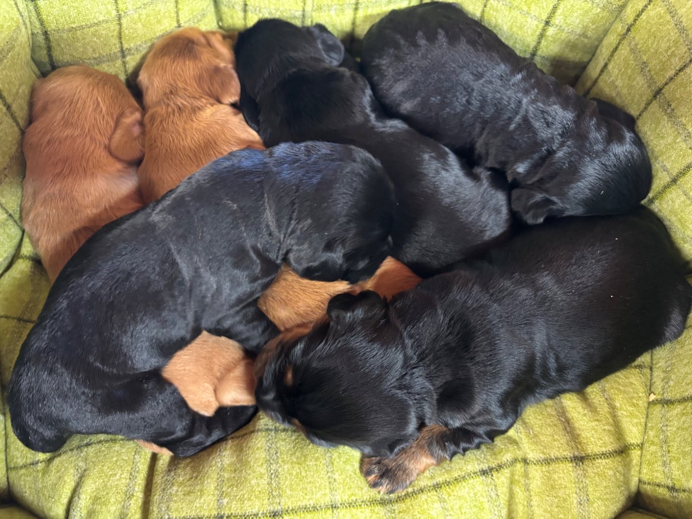 Chiot Cocker Spaniel Anglais