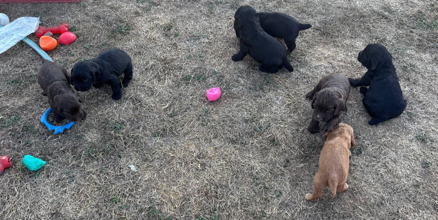 Cocker Spaniel Anglais - des Etangs de Dame Blanche
