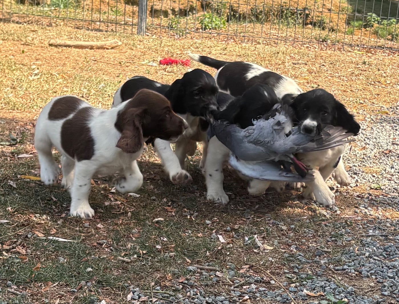 English Springer Spaniel - des Etangs de Dame Blanche