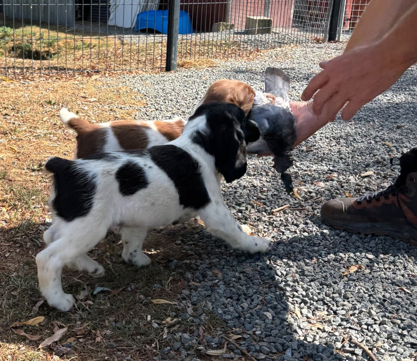 English Springer Spaniel - des Etangs de Dame Blanche
