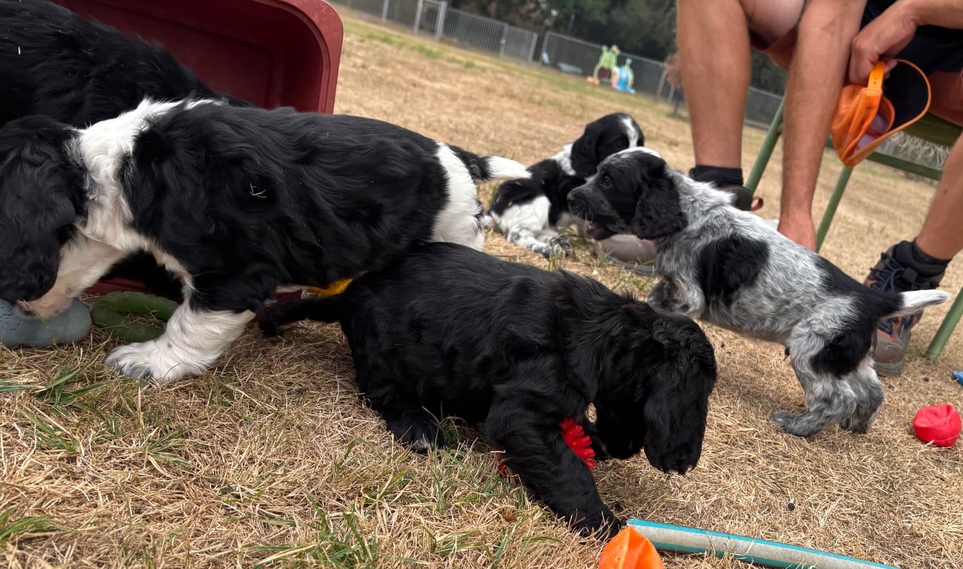Cocker Spaniel Anglais - des Etangs de Dame Blanche