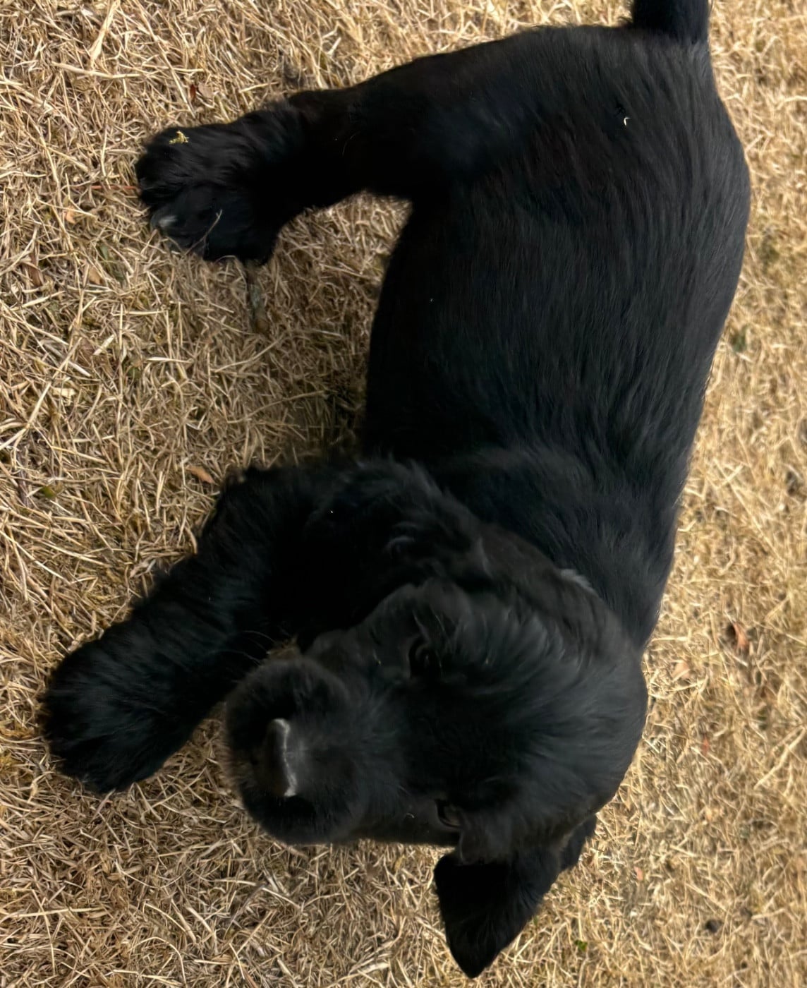 BALOO