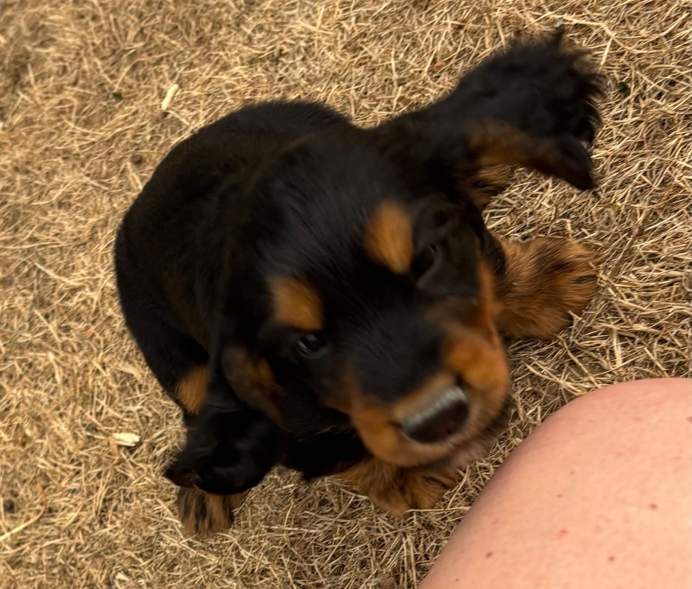BANJO