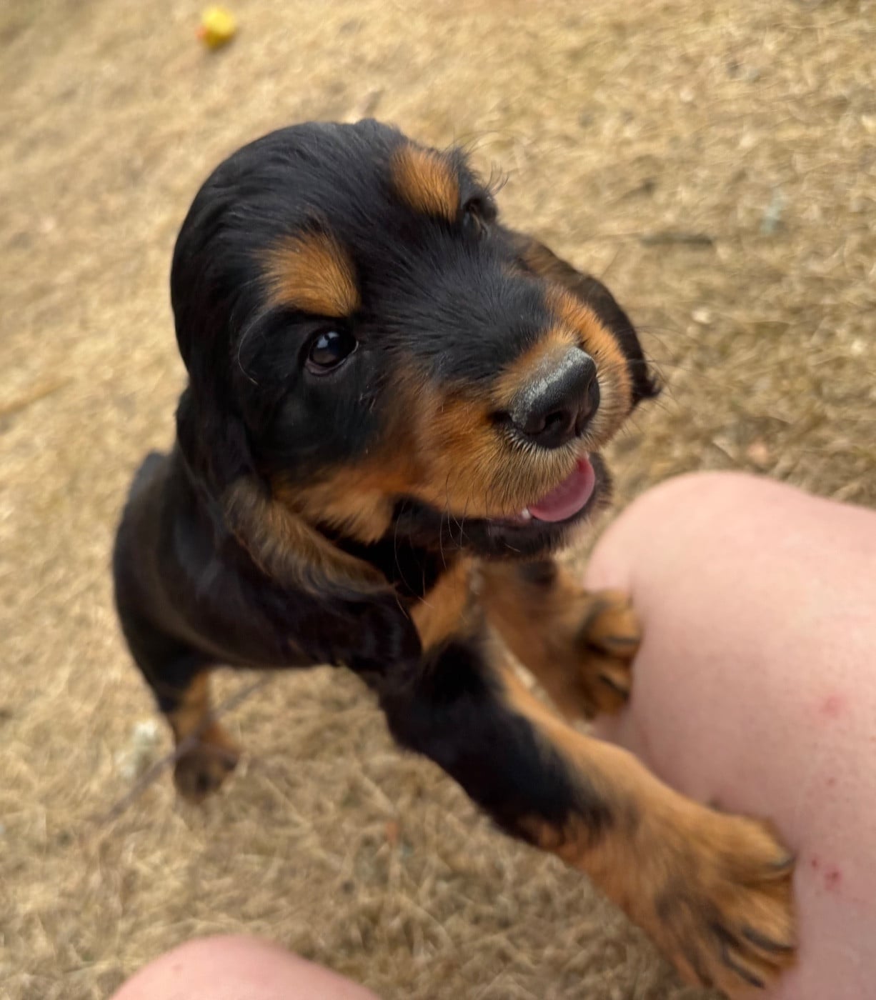 BANJO