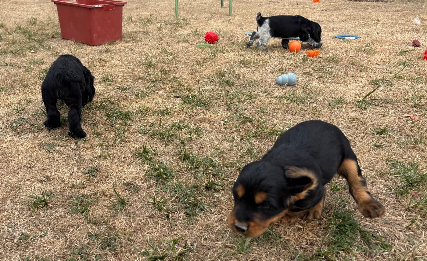 Cocker Spaniel Anglais - des Etangs de Dame Blanche