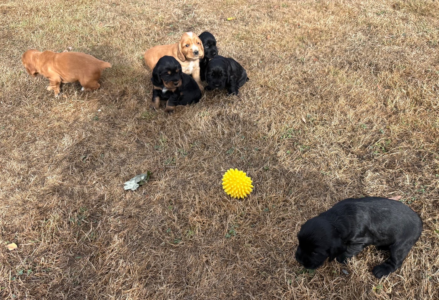 Cocker Spaniel Anglais - des Etangs de Dame Blanche