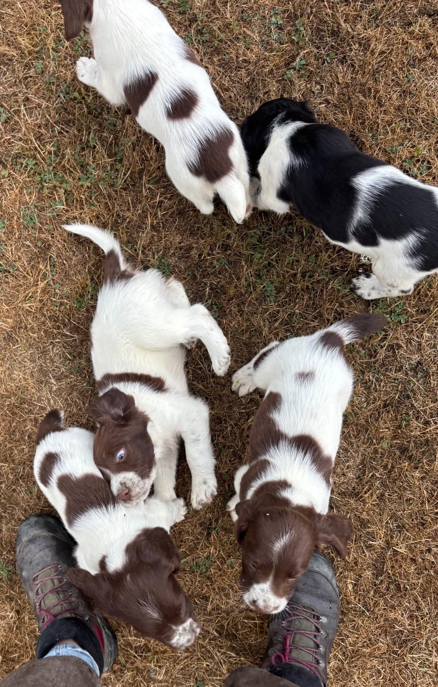 English Springer Spaniel - des Etangs de Dame Blanche