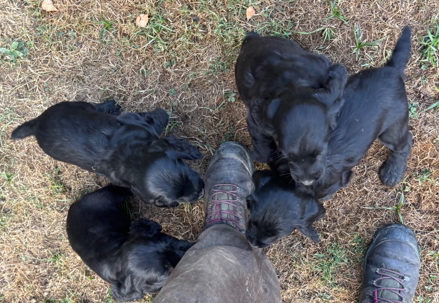 Cocker Spaniel Anglais - des Etangs de Dame Blanche