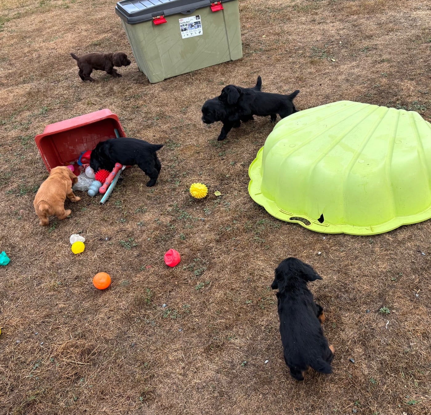 Cocker Spaniel Anglais - des Etangs de Dame Blanche