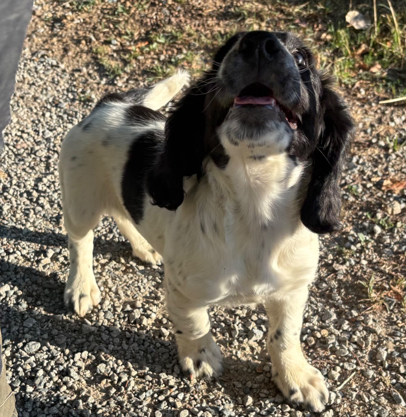English Springer Spaniel - des Etangs de Dame Blanche