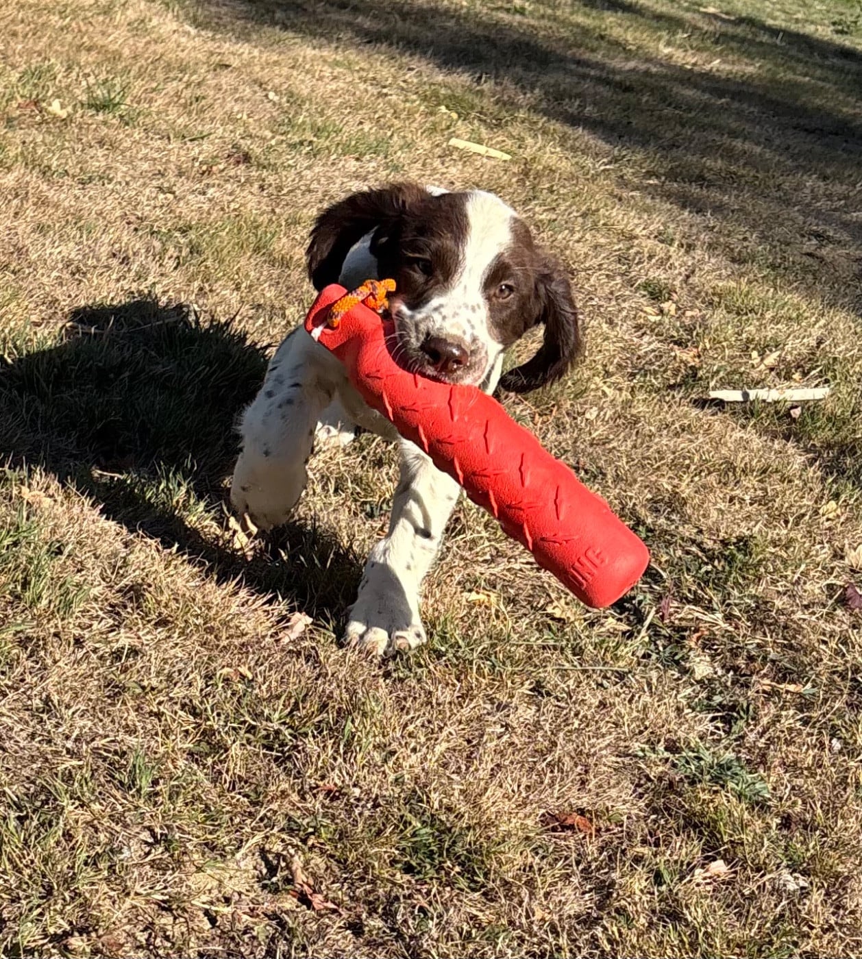 English Springer Spaniel - des Etangs de Dame Blanche