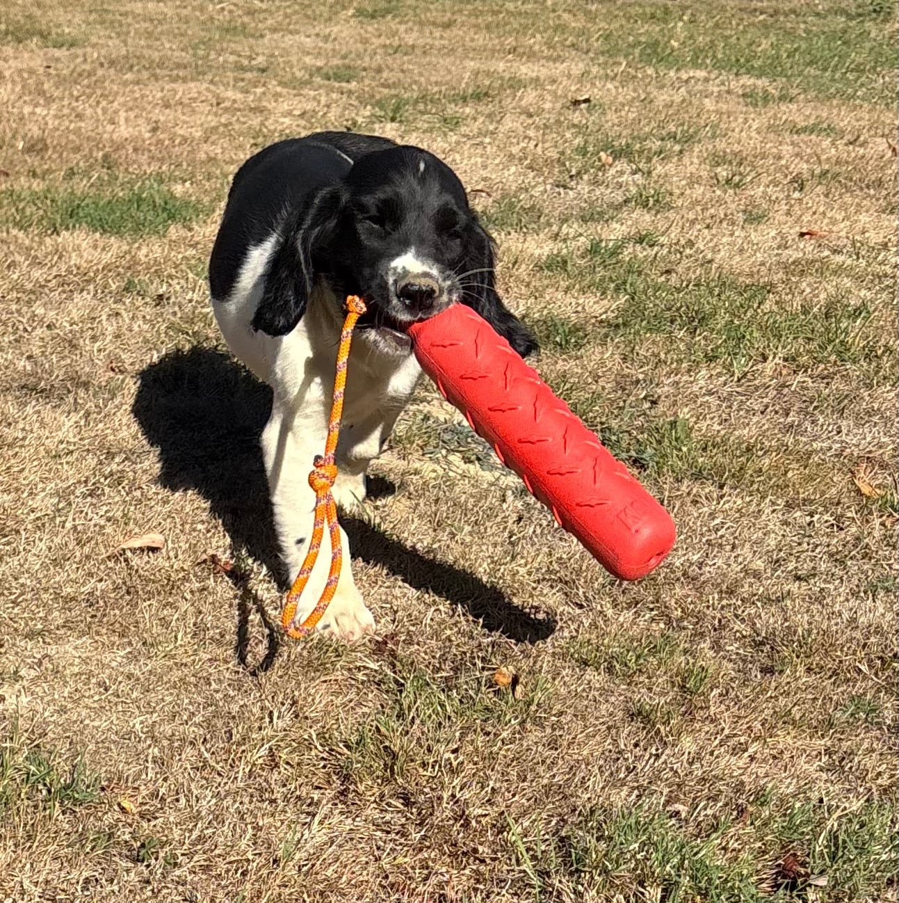 English Springer Spaniel - des Etangs de Dame Blanche