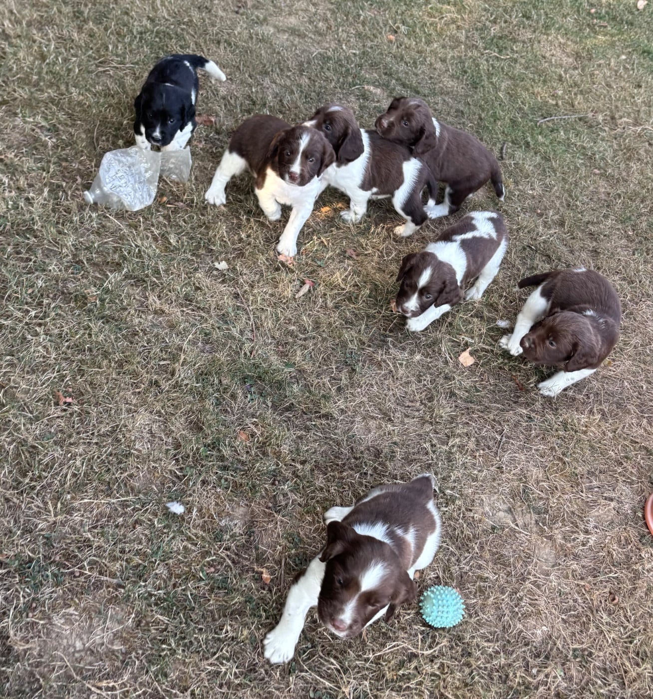 English Springer Spaniel - des Etangs de Dame Blanche
