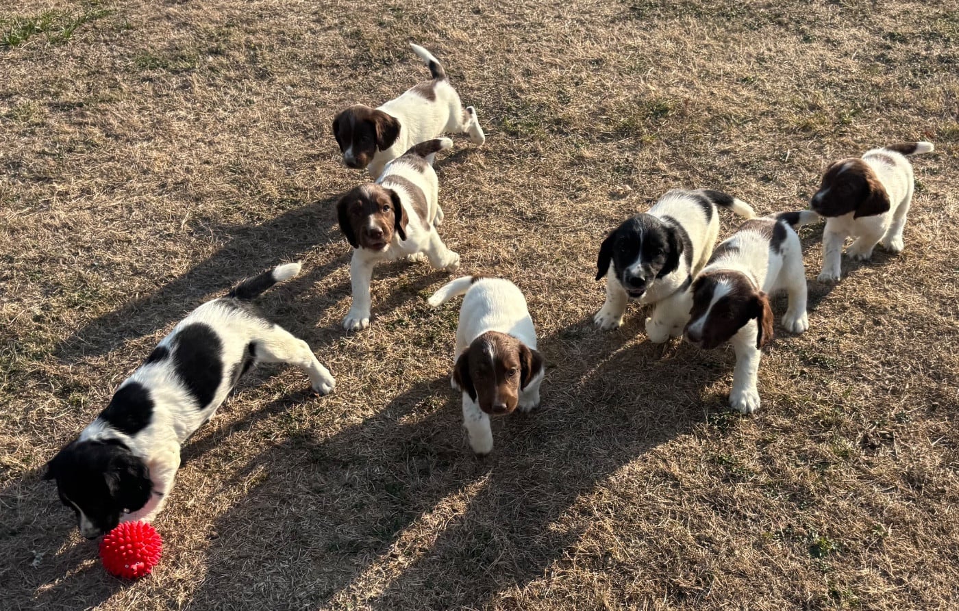 English Springer Spaniel - des Etangs de Dame Blanche