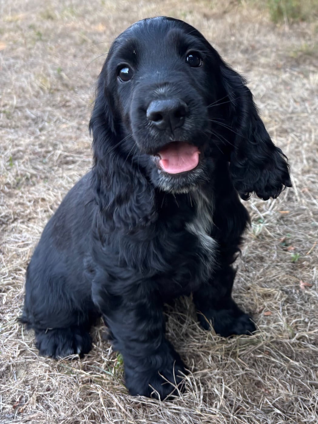 Cocker Spaniel Anglais - des Etangs de Dame Blanche