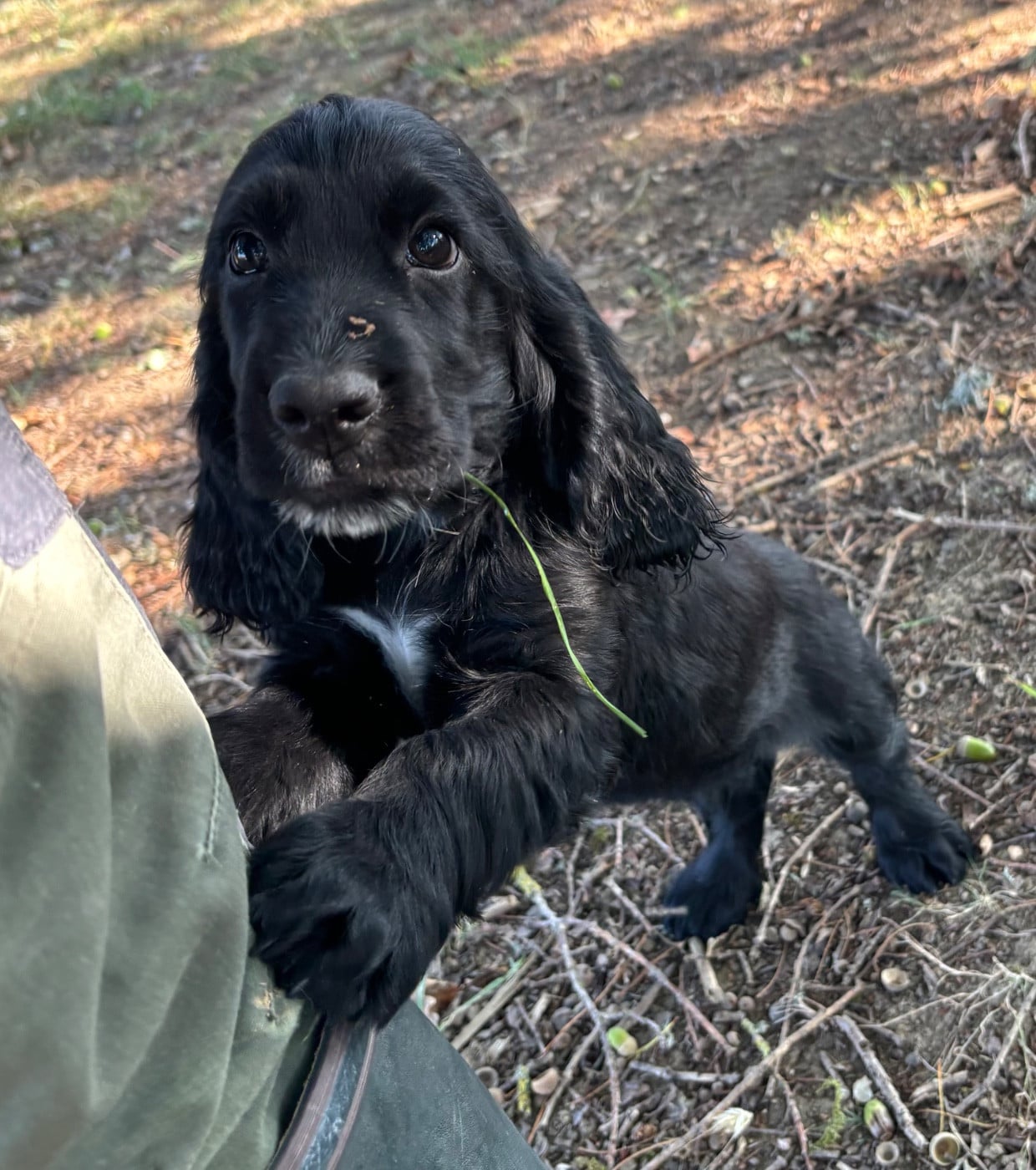 Cocker Spaniel Anglais - des Etangs de Dame Blanche