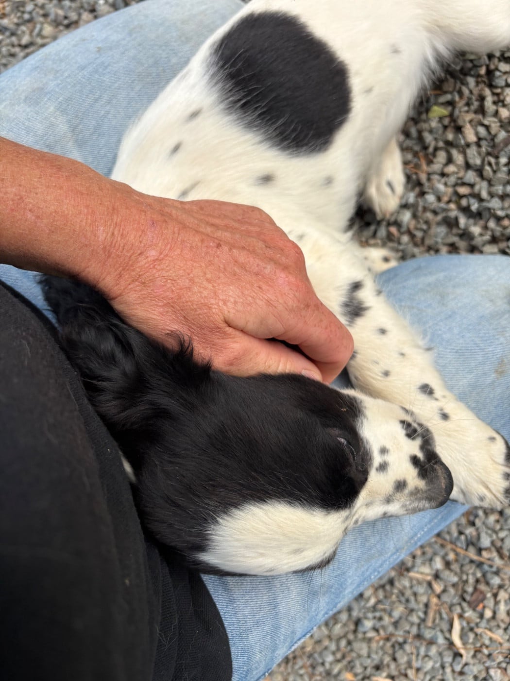 Chiot English Springer Spaniel